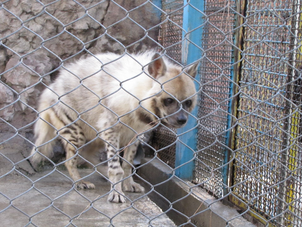 Striped hyena (tehran zoo)