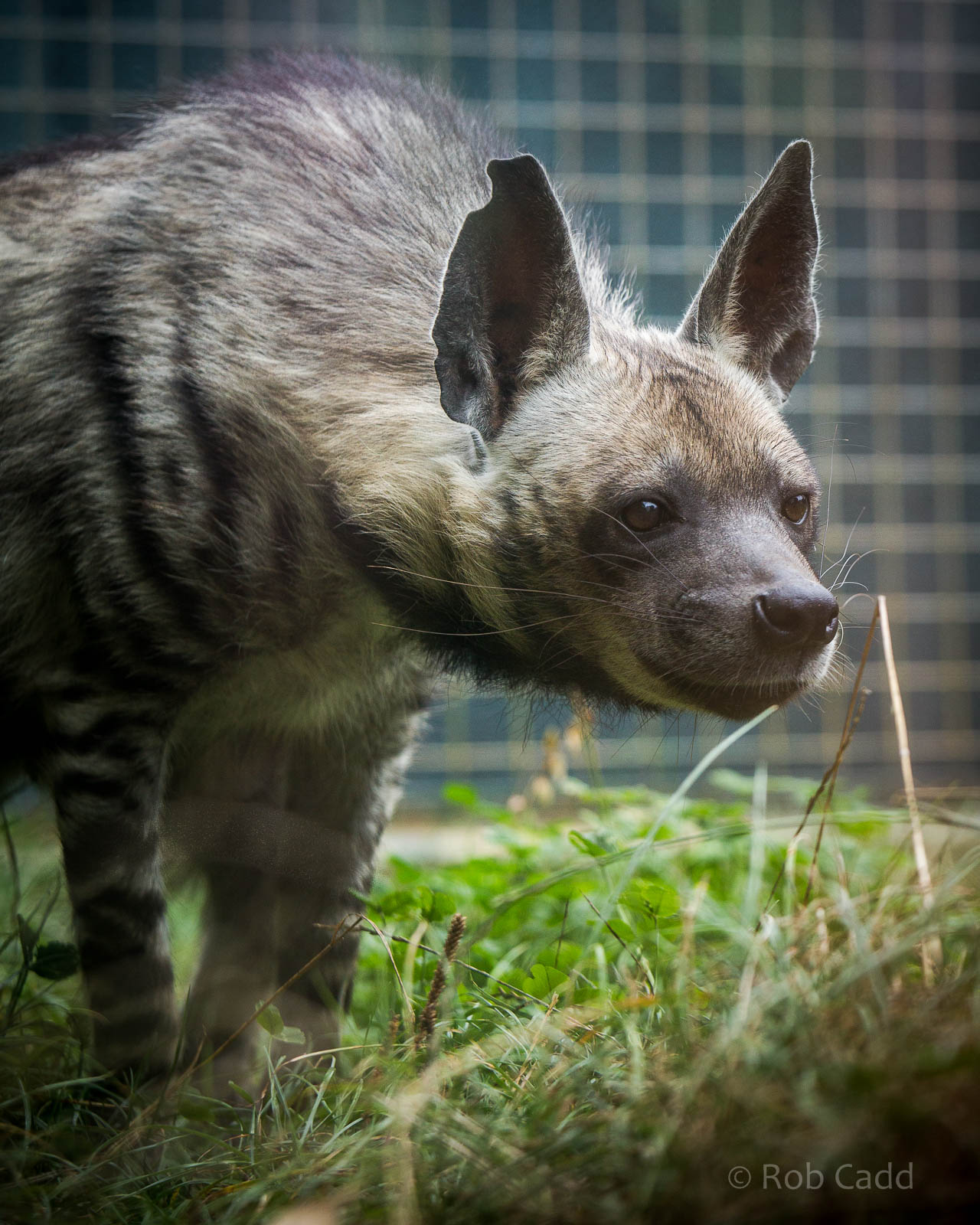 Striped hyena : Twycross : 19 Sep 2014