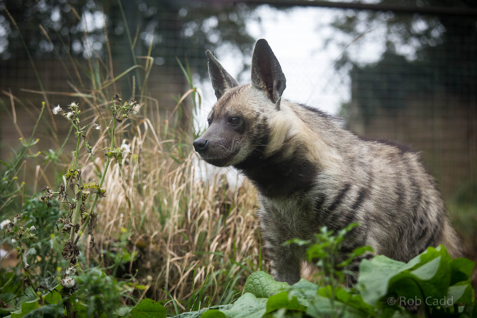 Striped hyena : Twycross : 19 Sep 2014