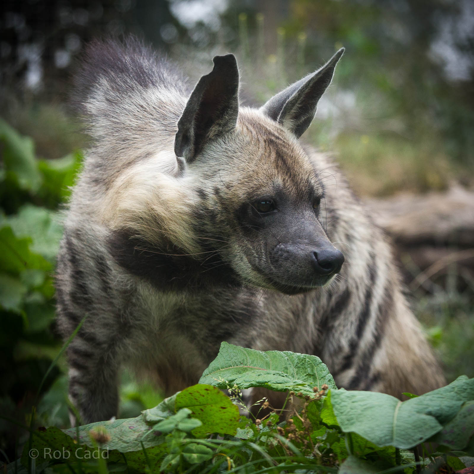 Striped hyena : Twycross : 19 Sep 2014
