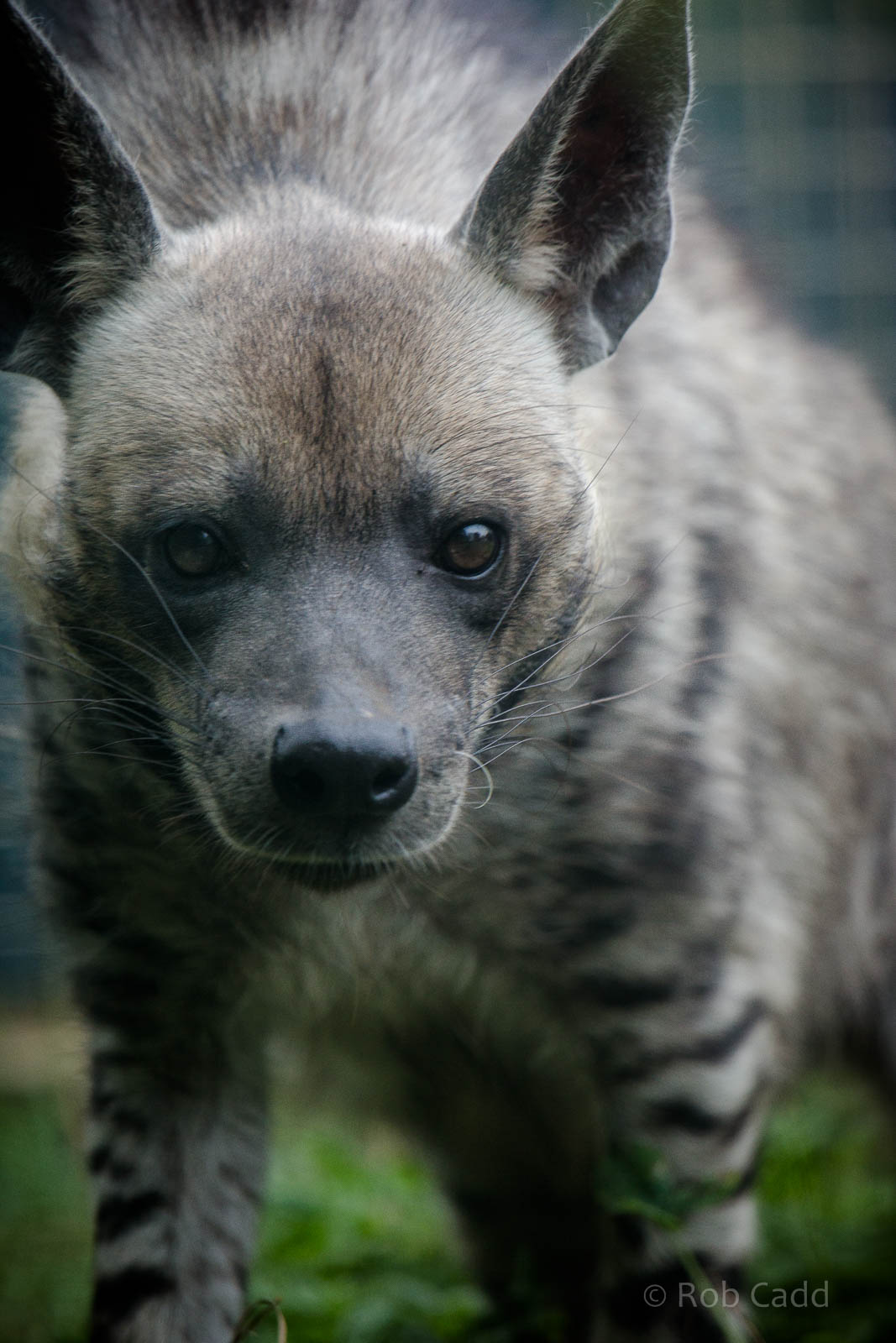 Striped hyena : Twycross : 19 Sep 2014