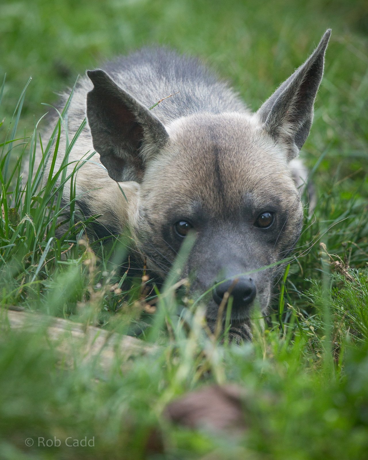 Striped hyena : Twycross : 31 Oct 2014