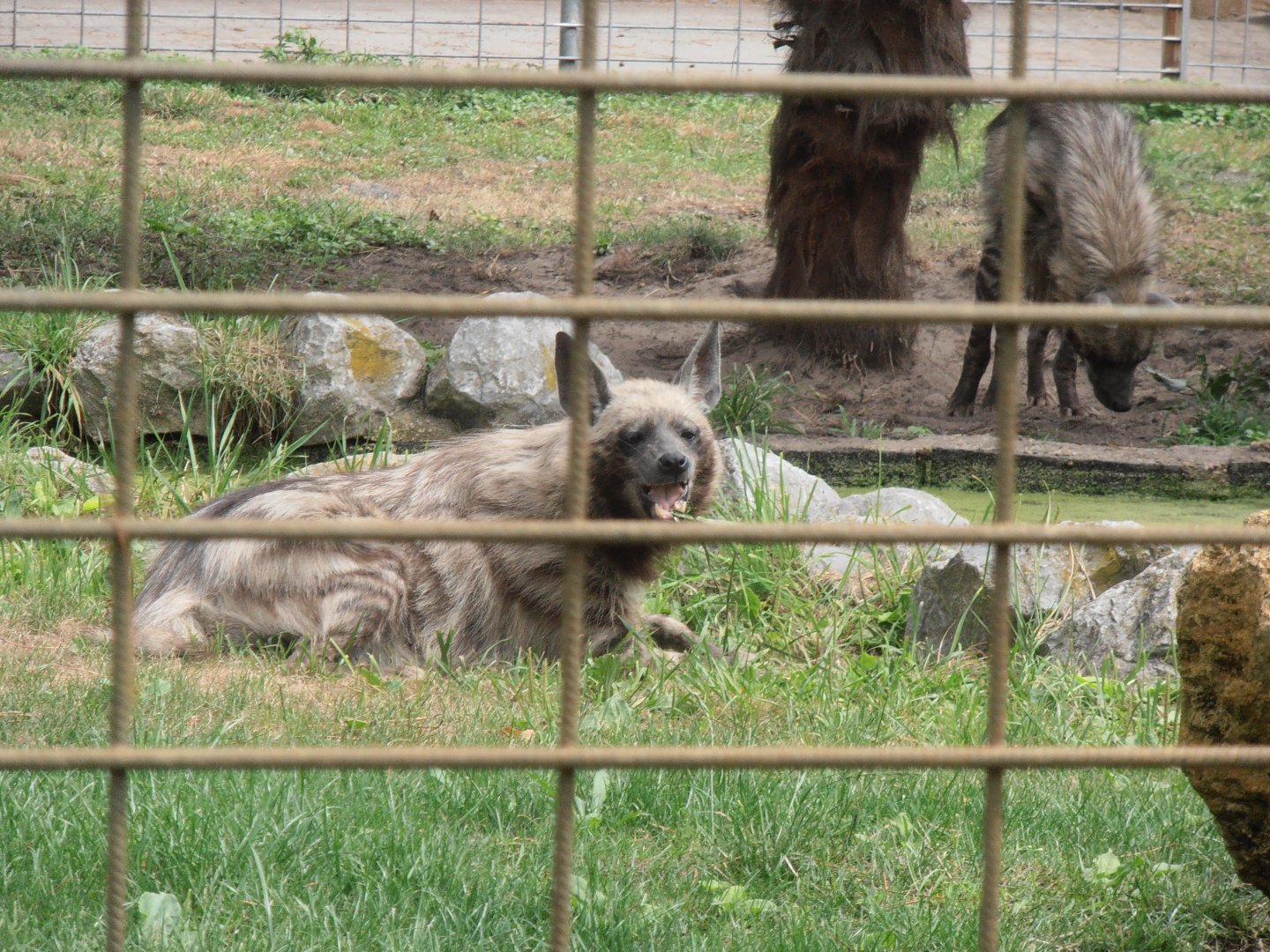 Striped hyena-Zoo Bassin D'Arcachon (2012)