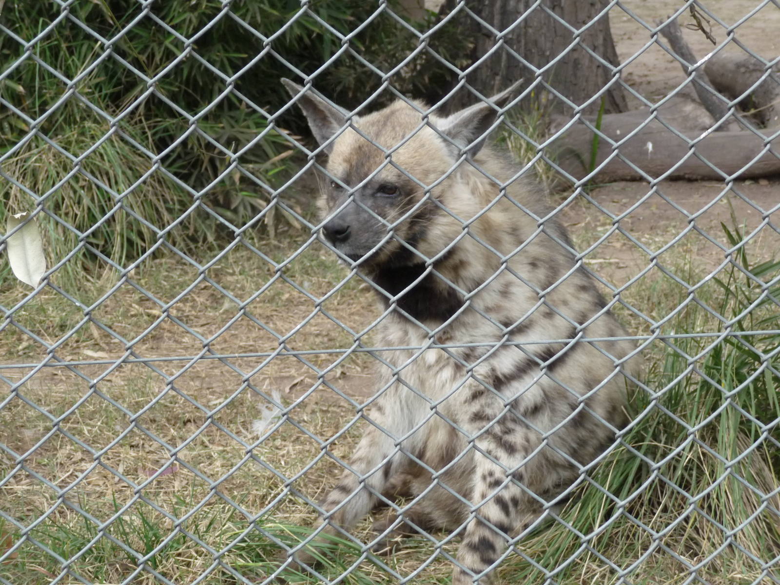 STRIPED HYENA ZOO DE BUENOS AIRES
