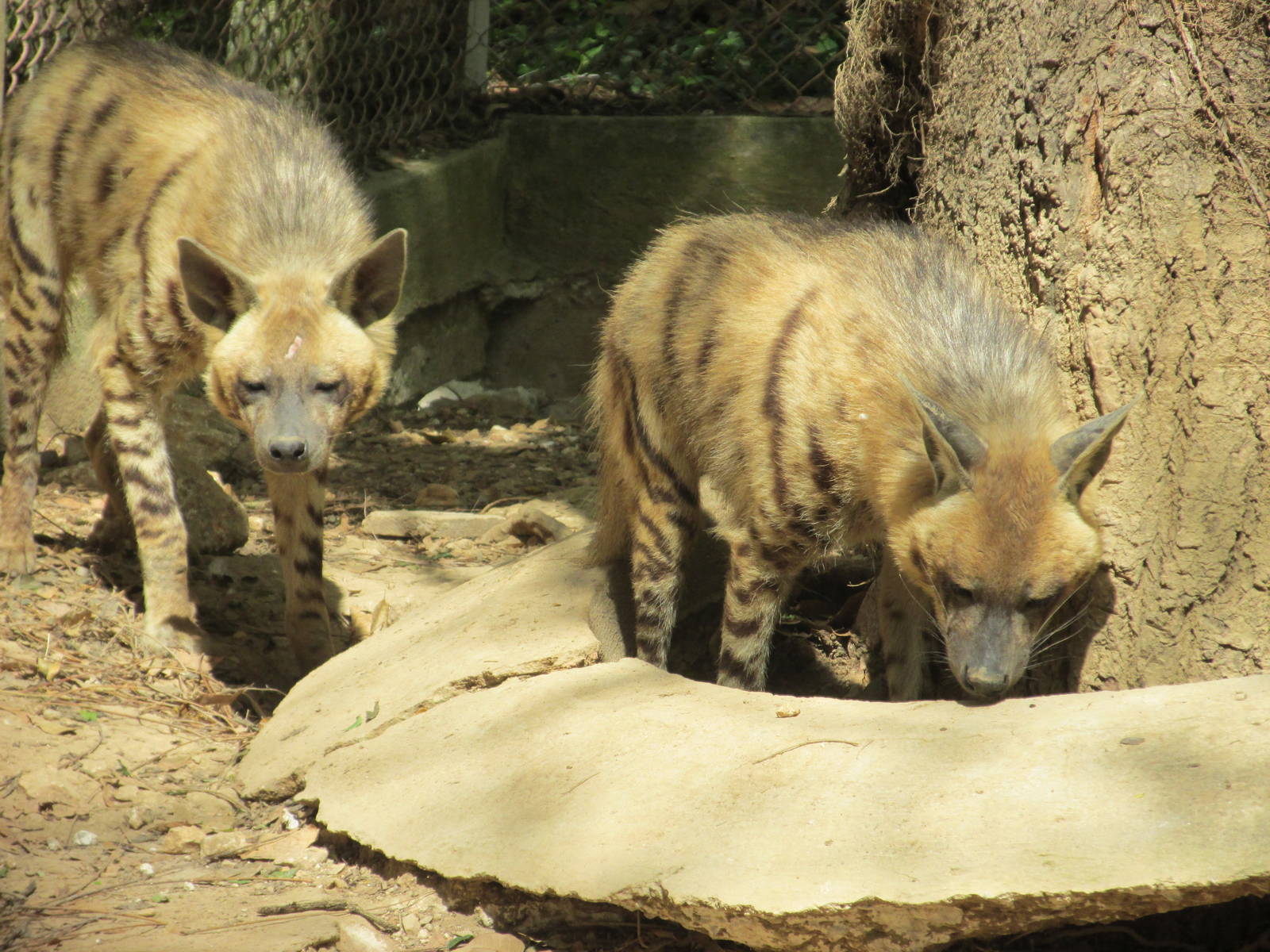 striped hyena zoologico nacional