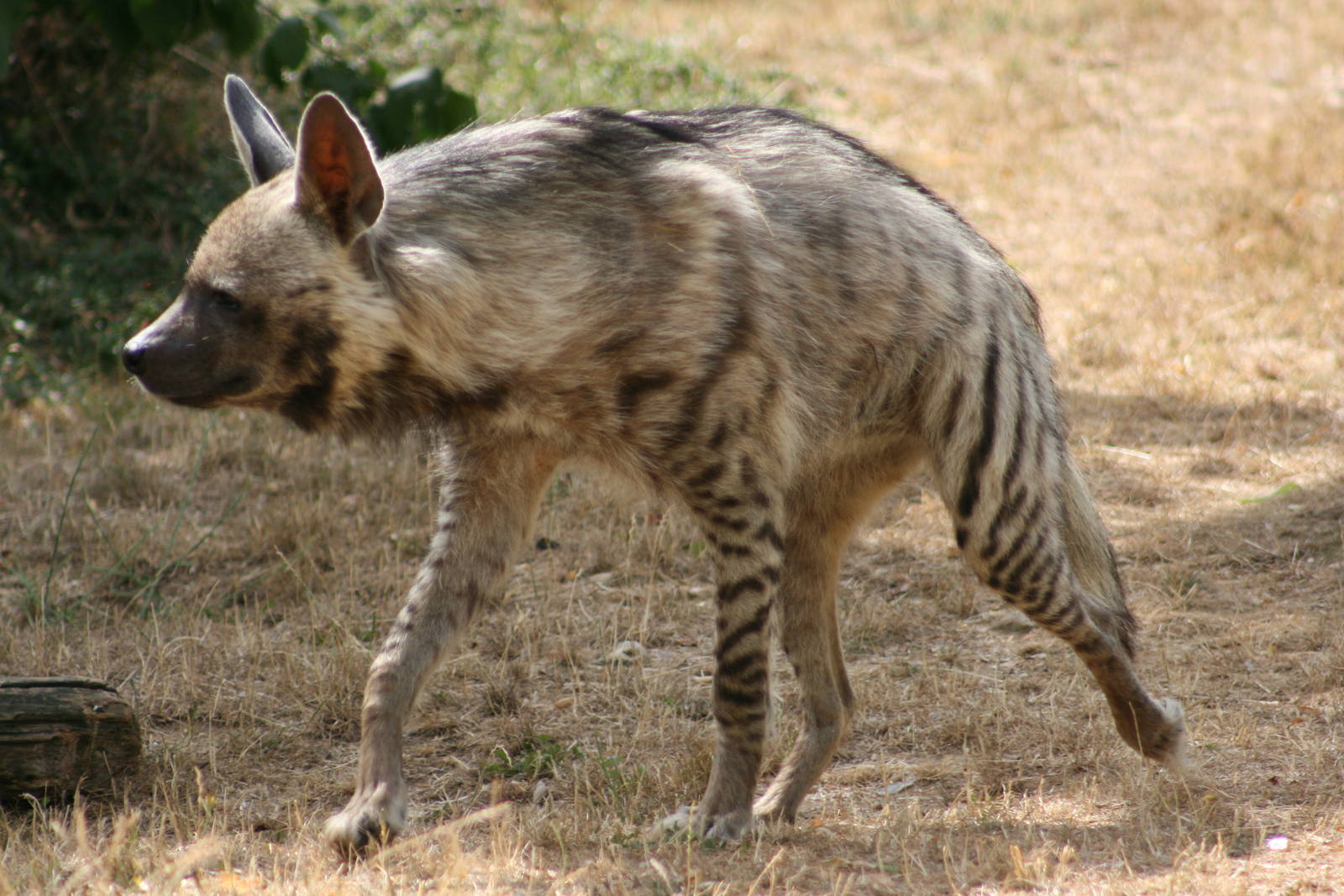 Striped Hyena