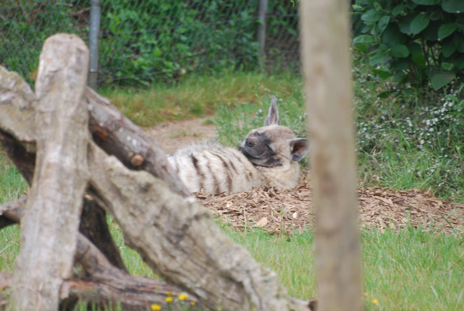 Striped hyena