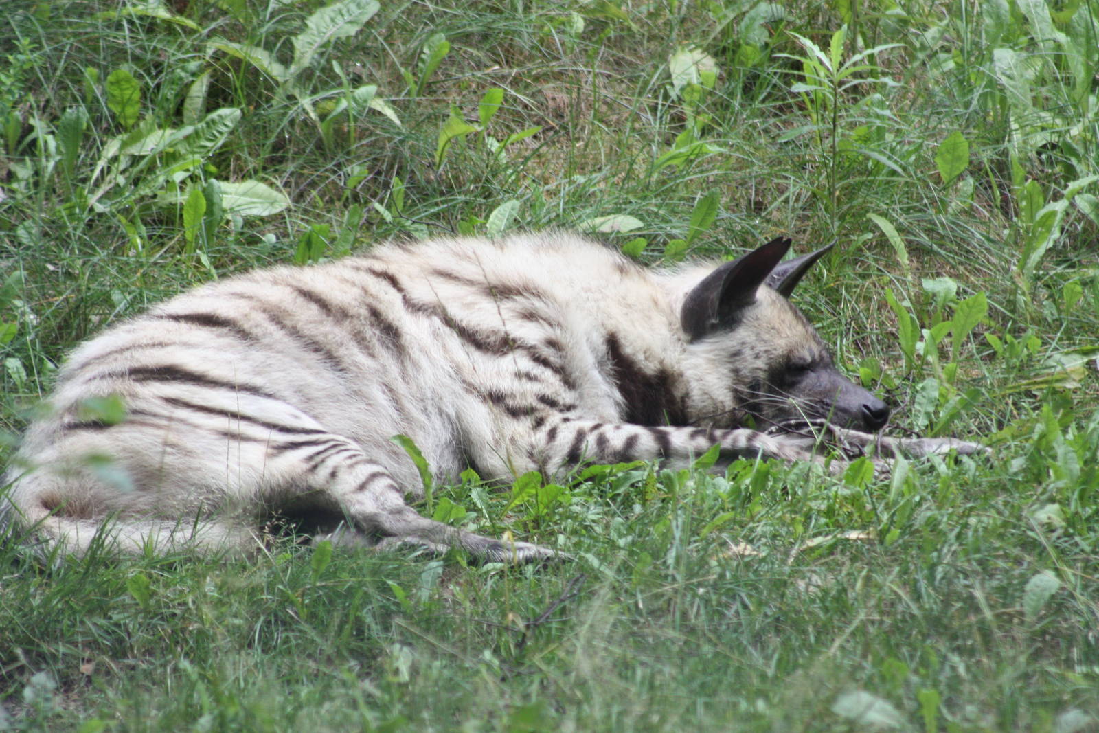 Striped hyena