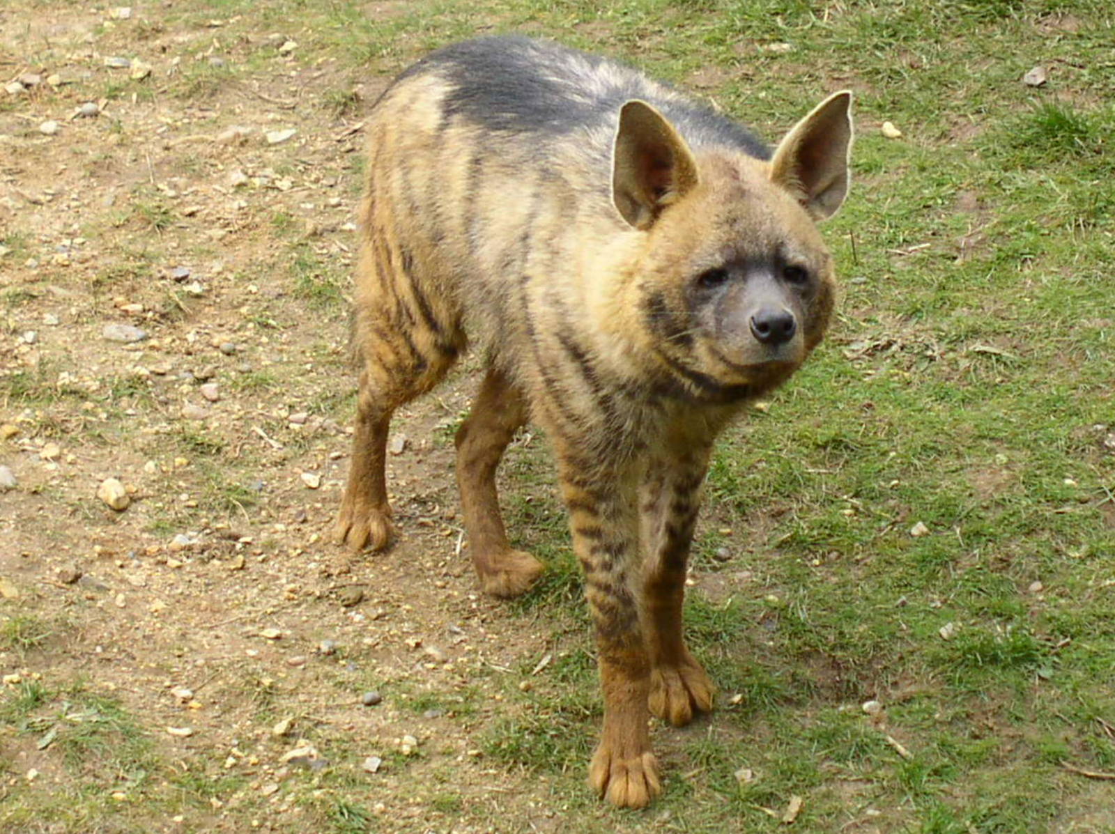 Striped Hyena