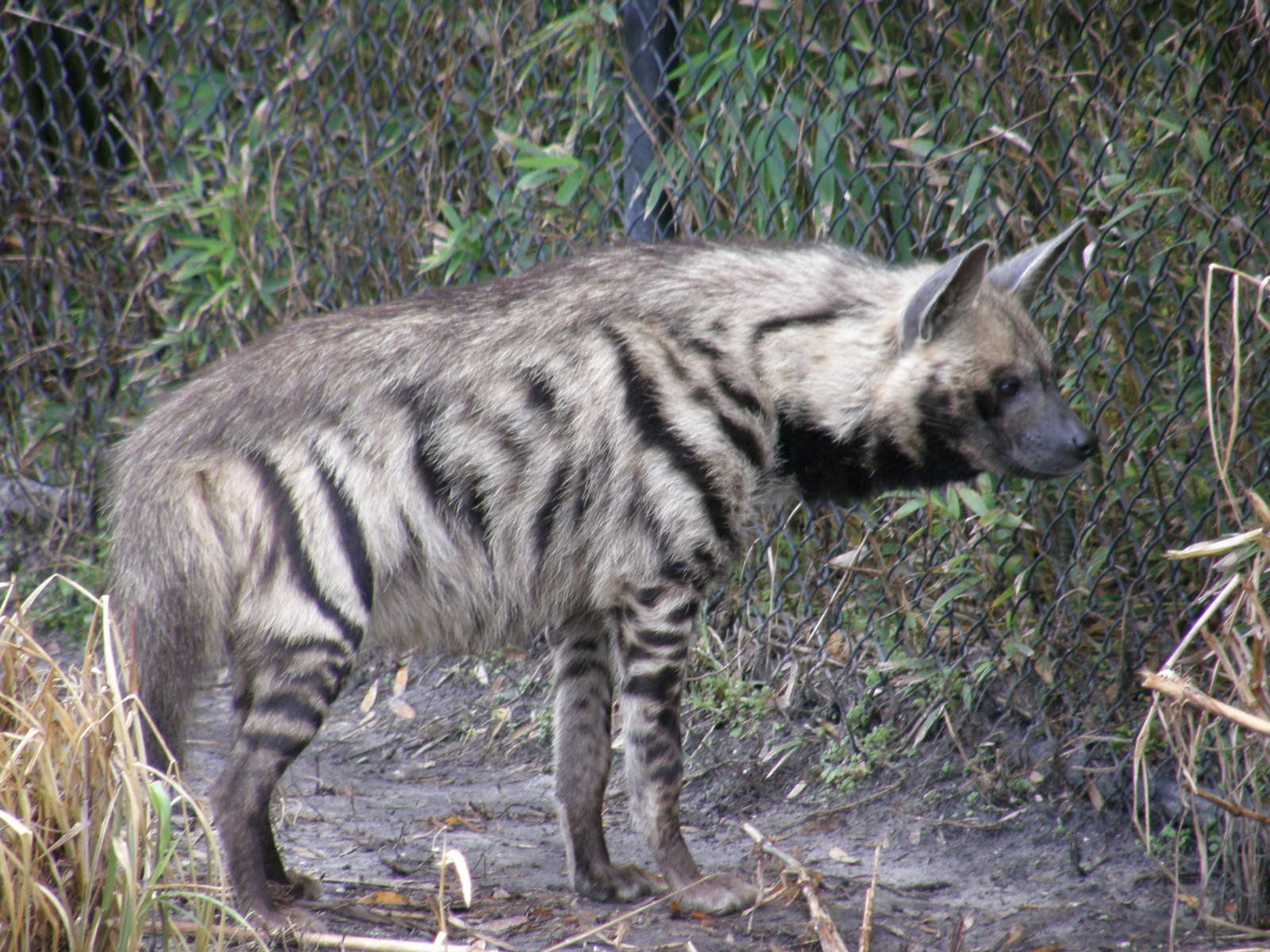 striped hyena