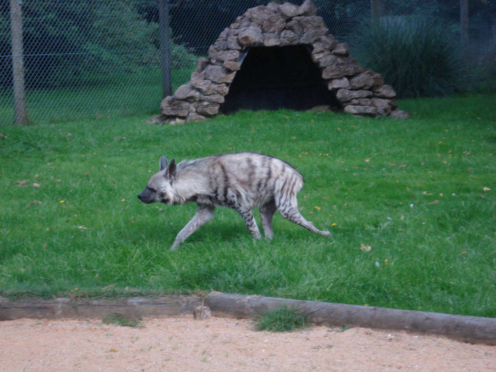 Striped Hyena