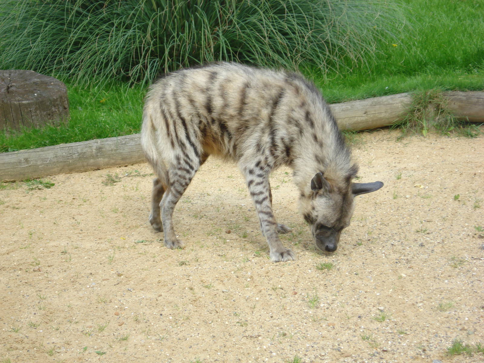 Striped Hyena