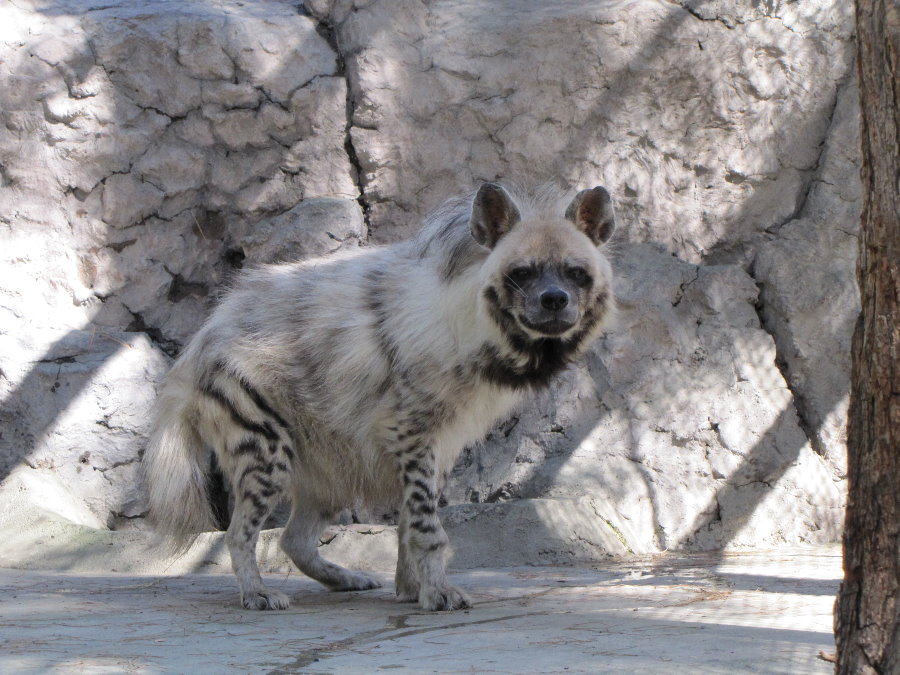 Striped hyena