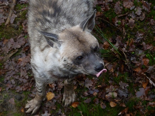 Striped hyena