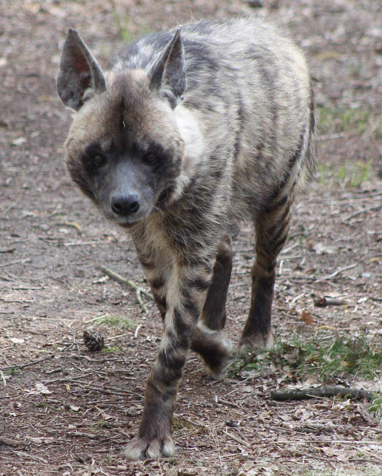 Striped hyena