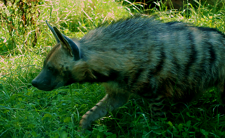 STRIPED HYENA