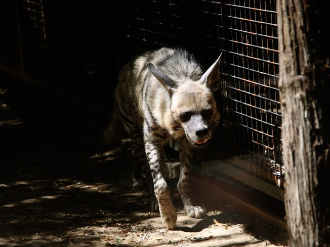 Striped hyena