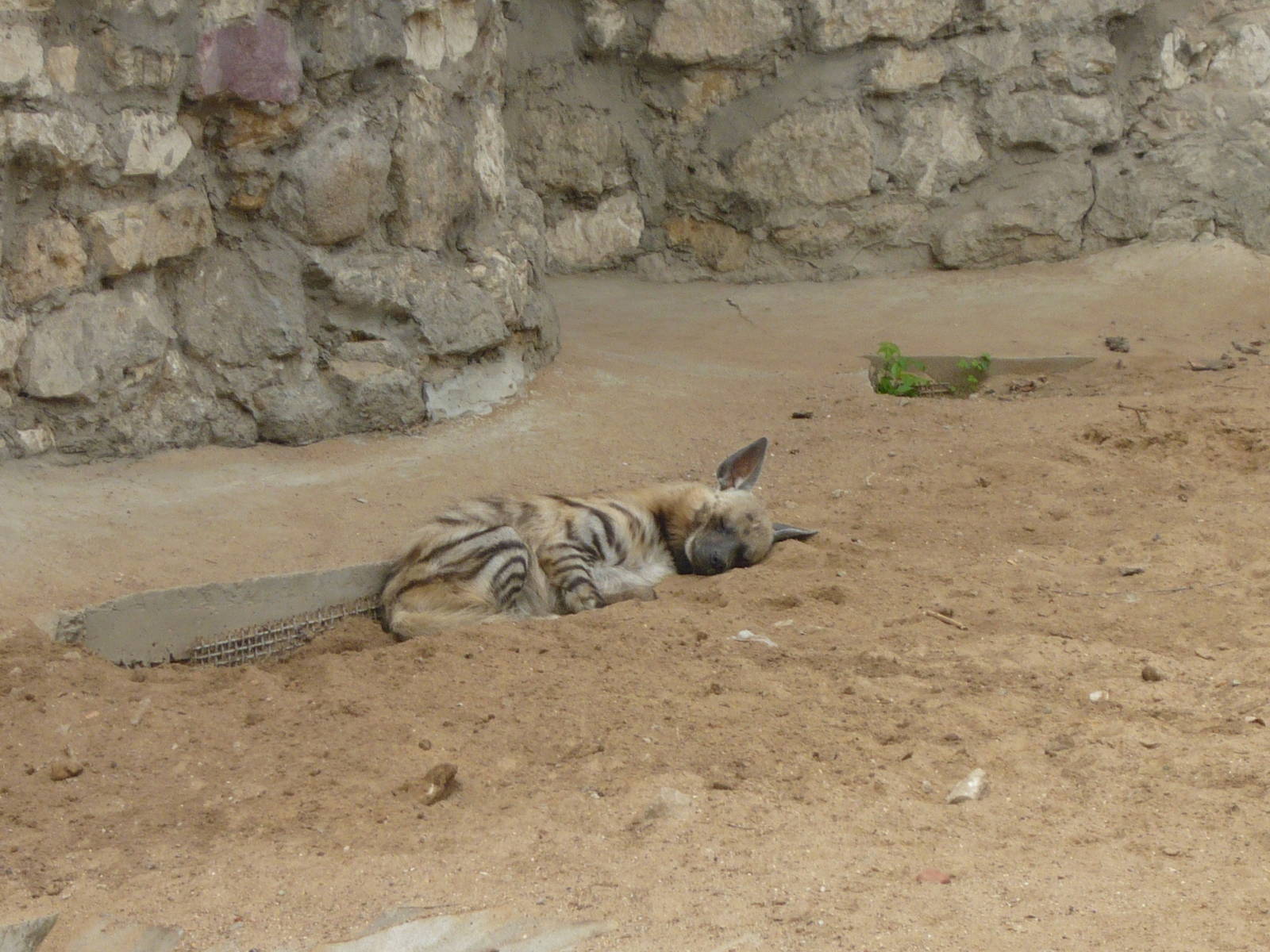 Striped hyena