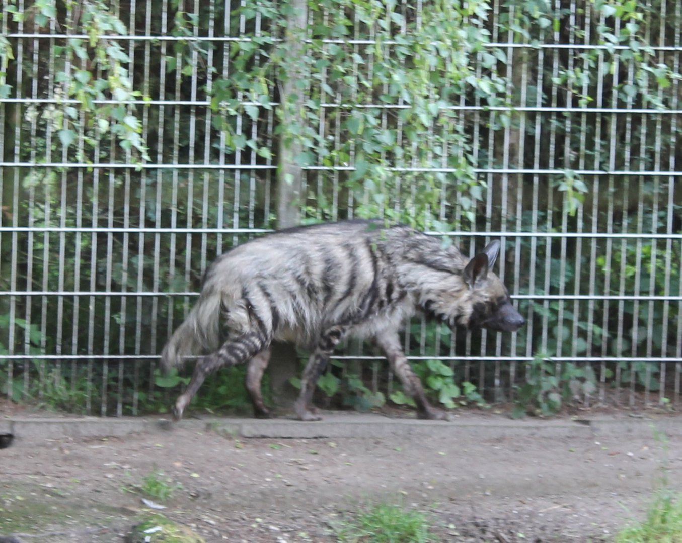Striped hyena