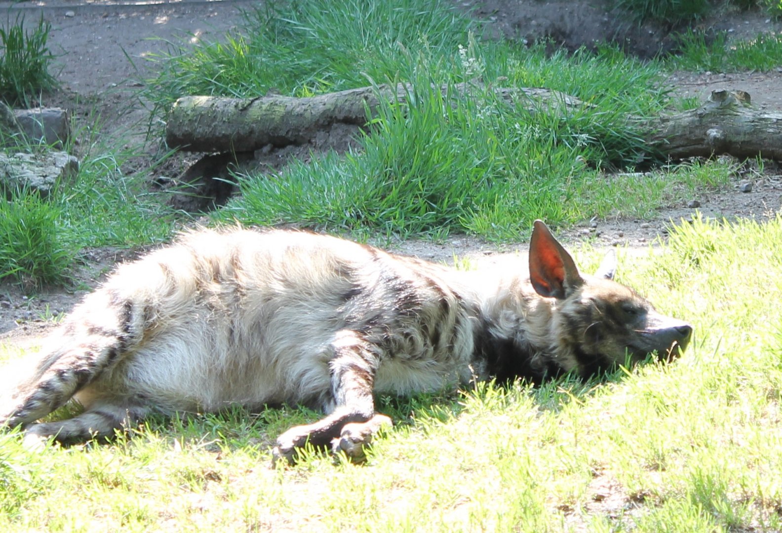Striped hyena
