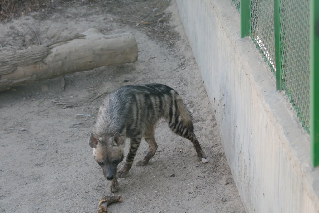 Striped Hyena