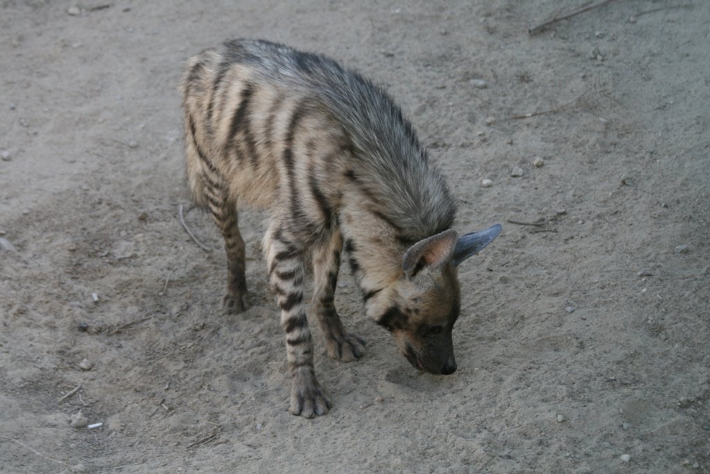 Striped Hyena