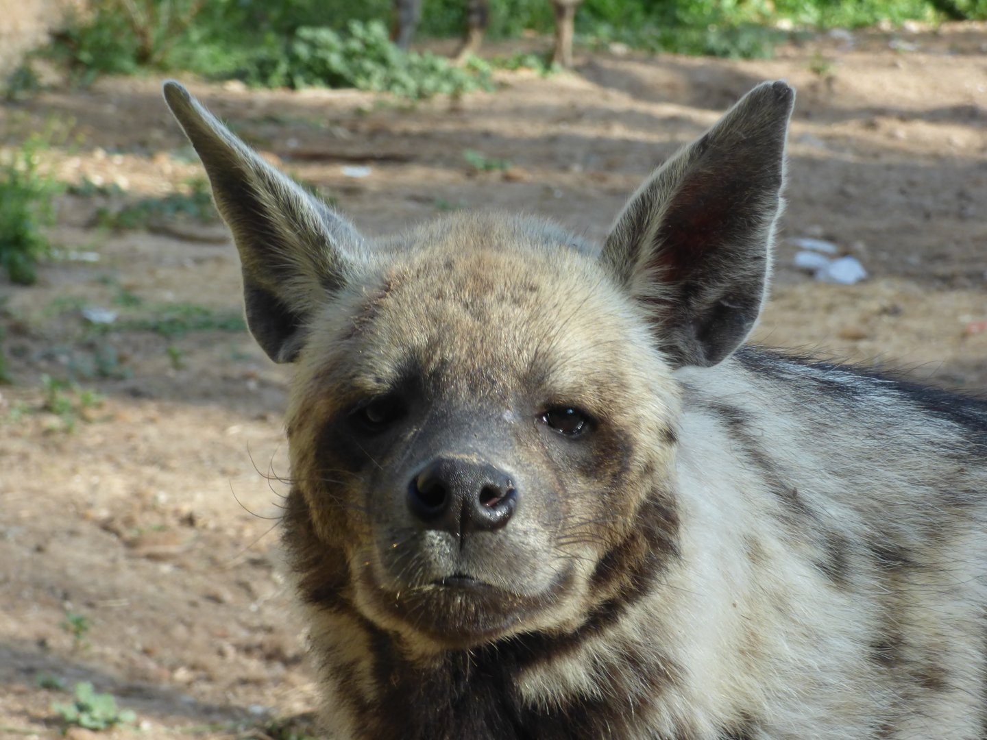 Striped Hyena