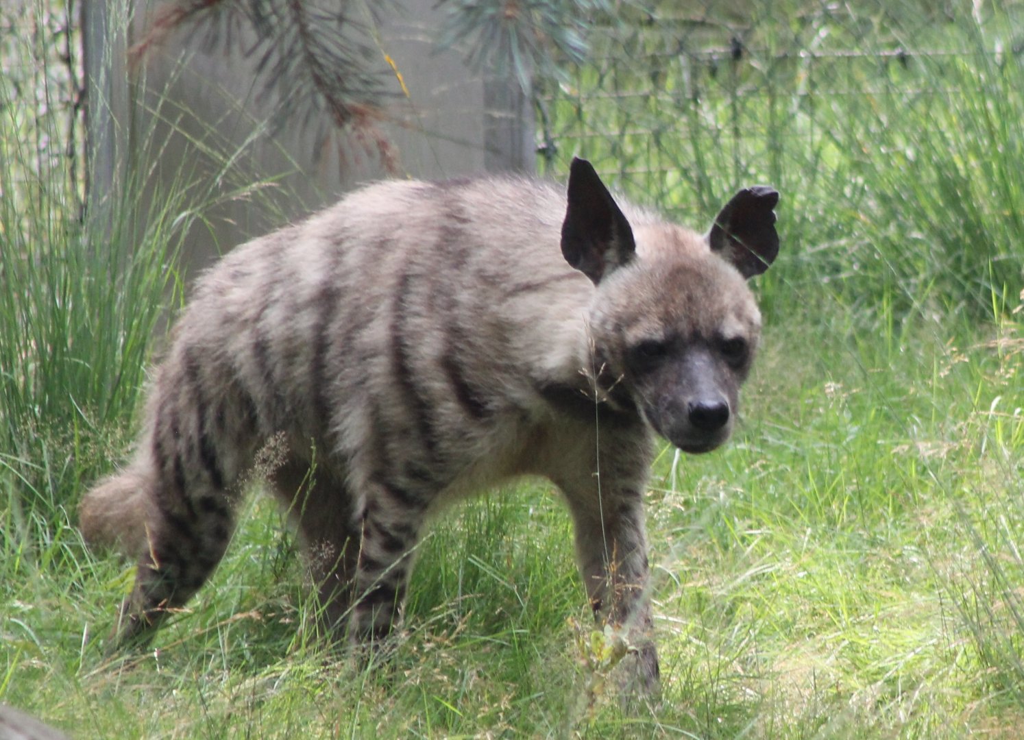 Striped hyena