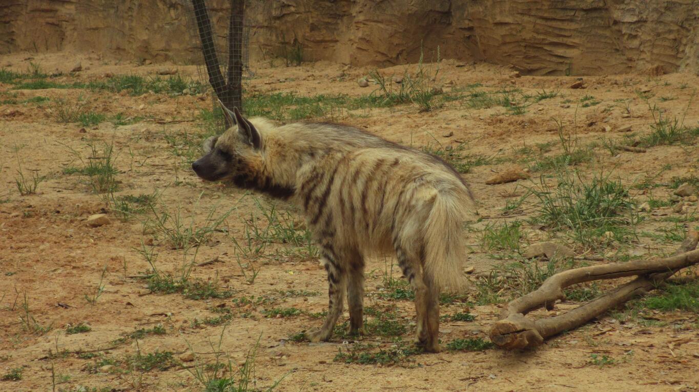 Striped hyena