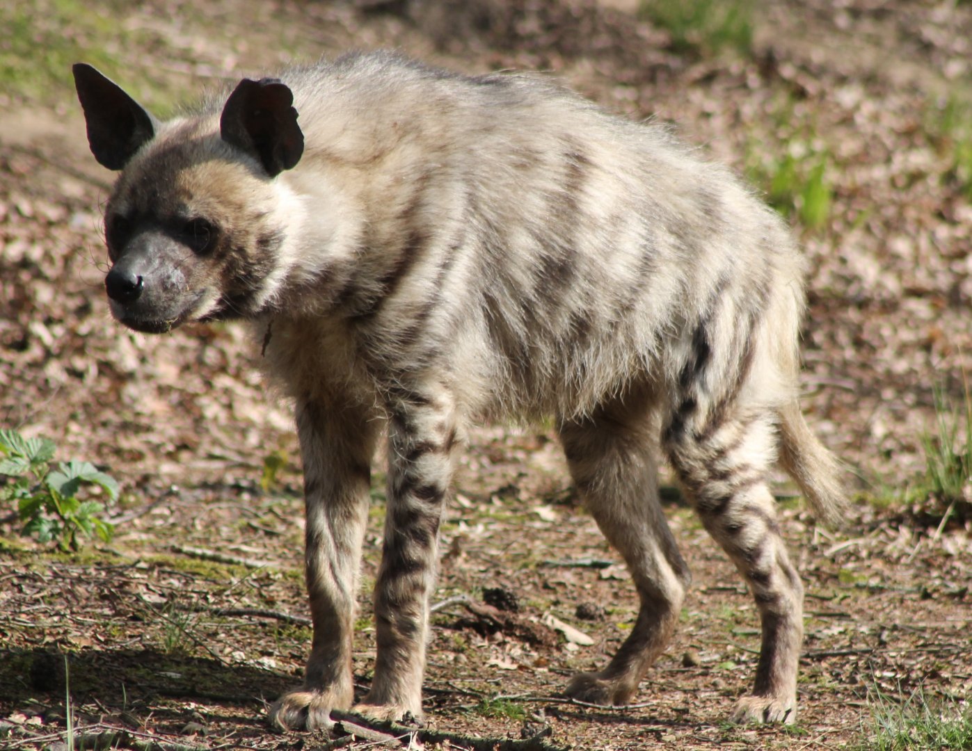 Striped hyena