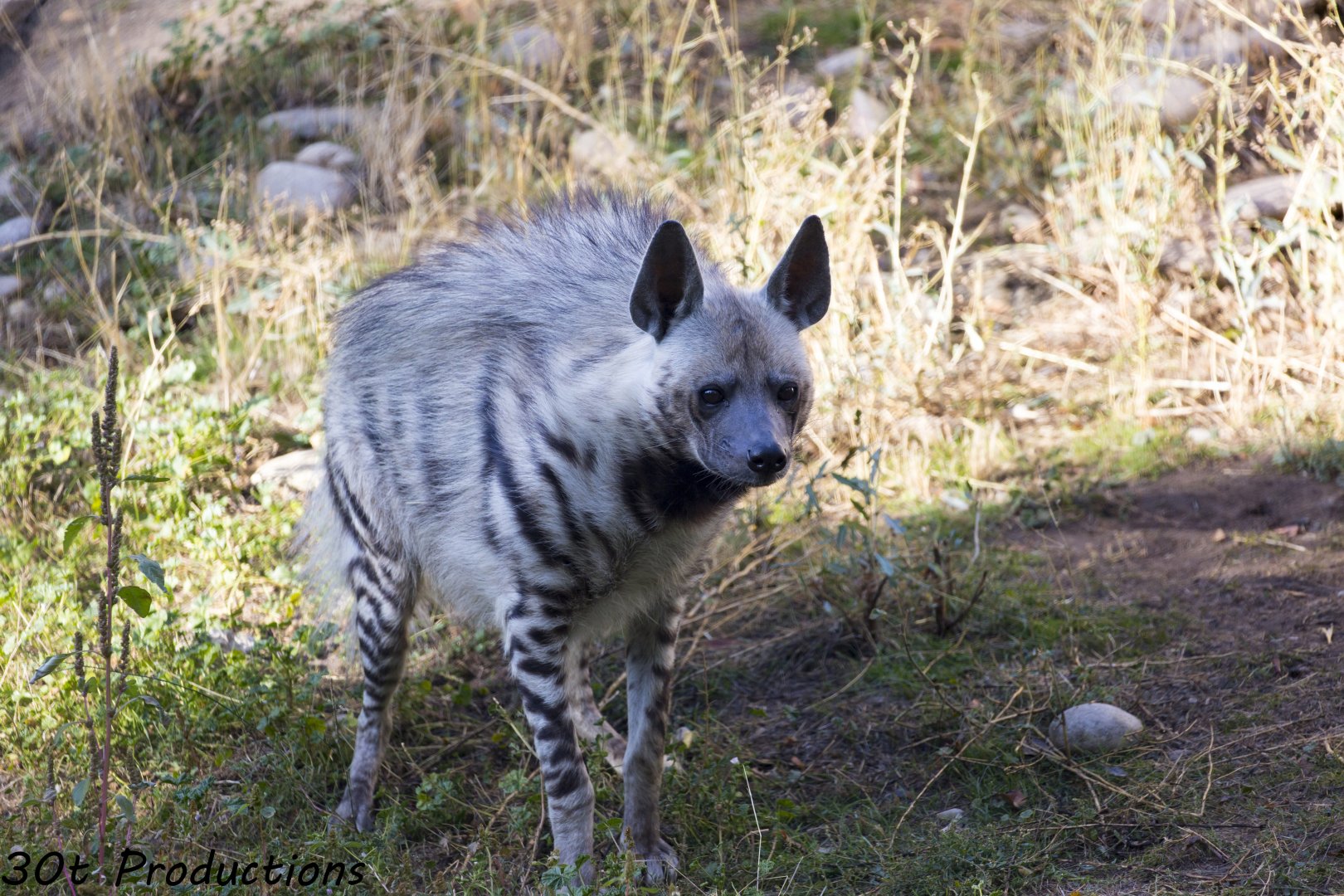 Striped Hyena