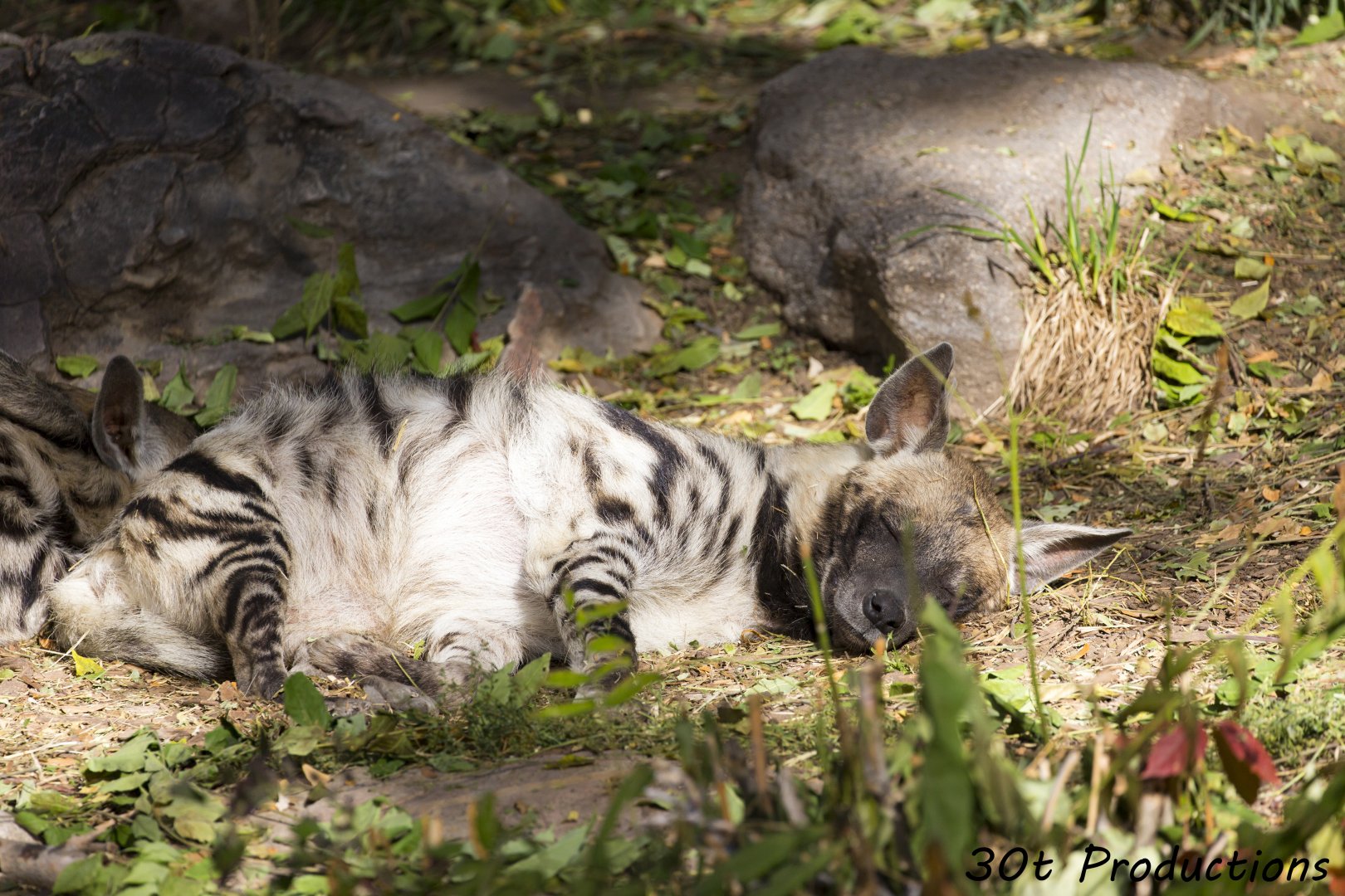 Striped Hyena
