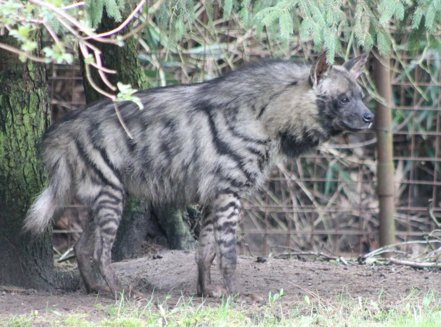 Striped hyena