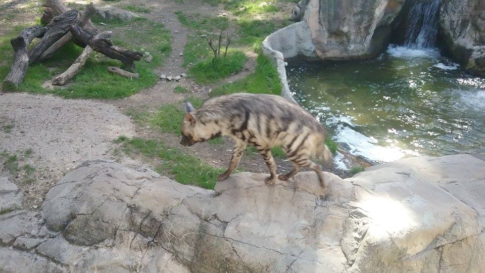 Striped hyena