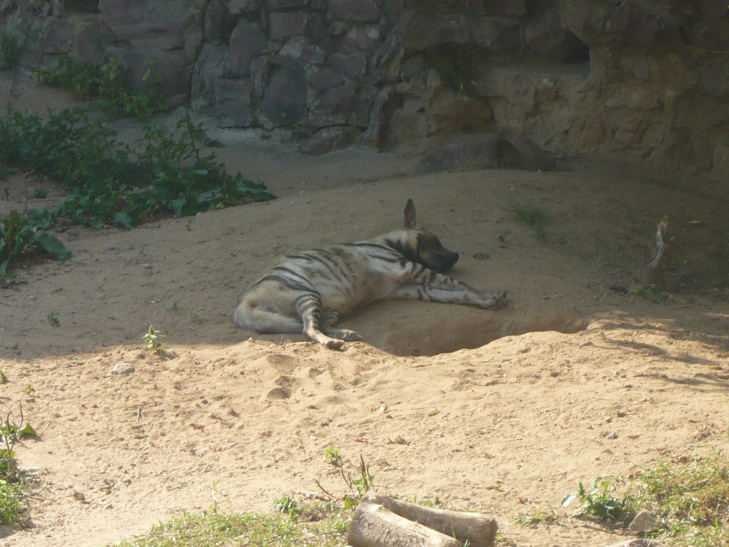 Striped hyena