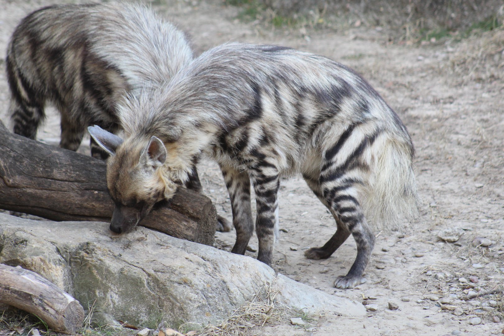 Striped Hyena