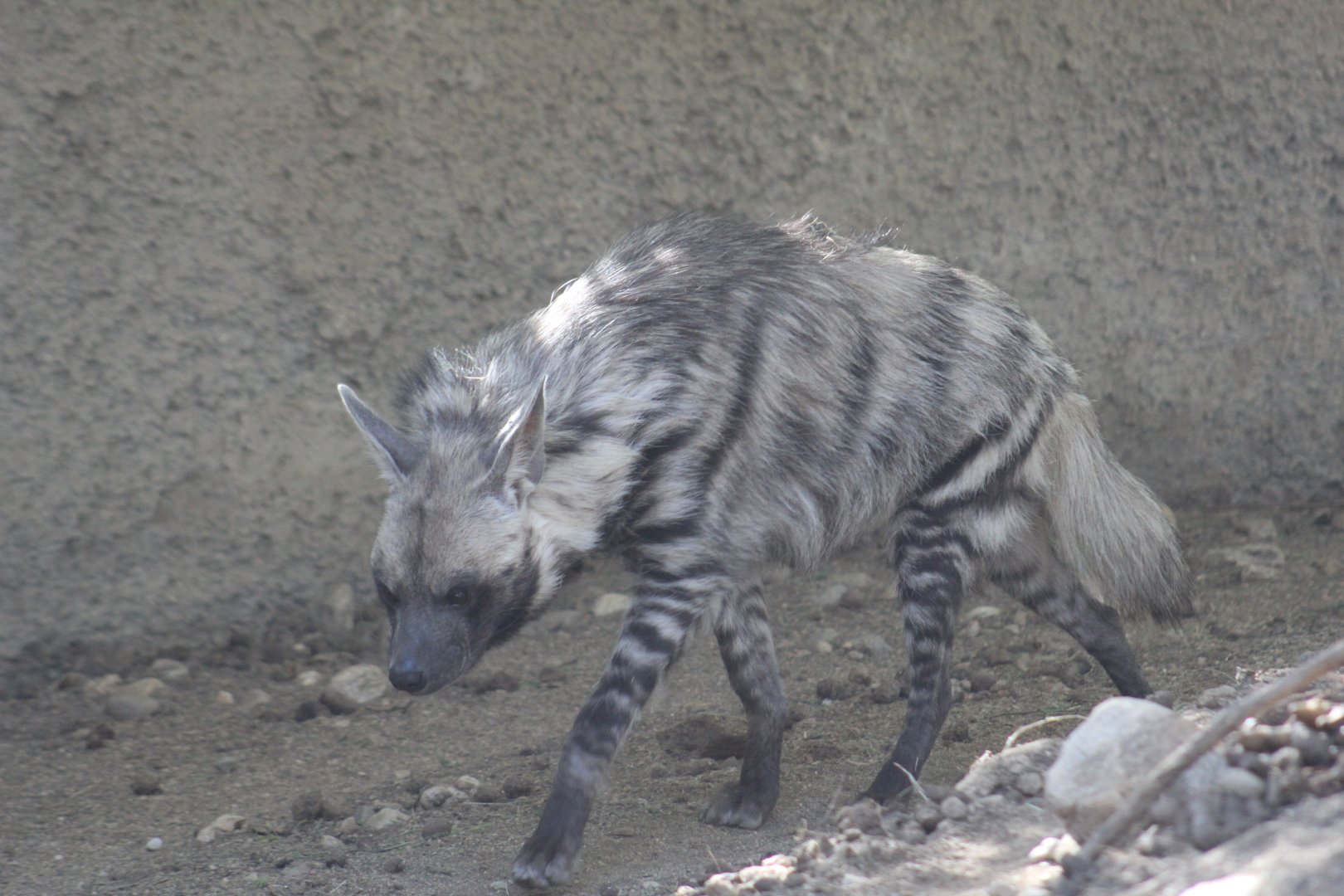 Striped Hyena
