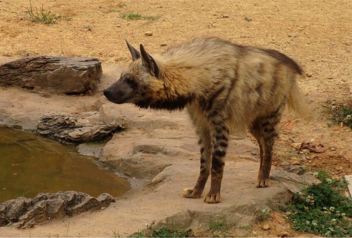 Striped hyena