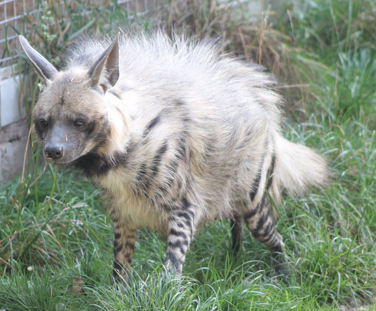 Striped hyena
