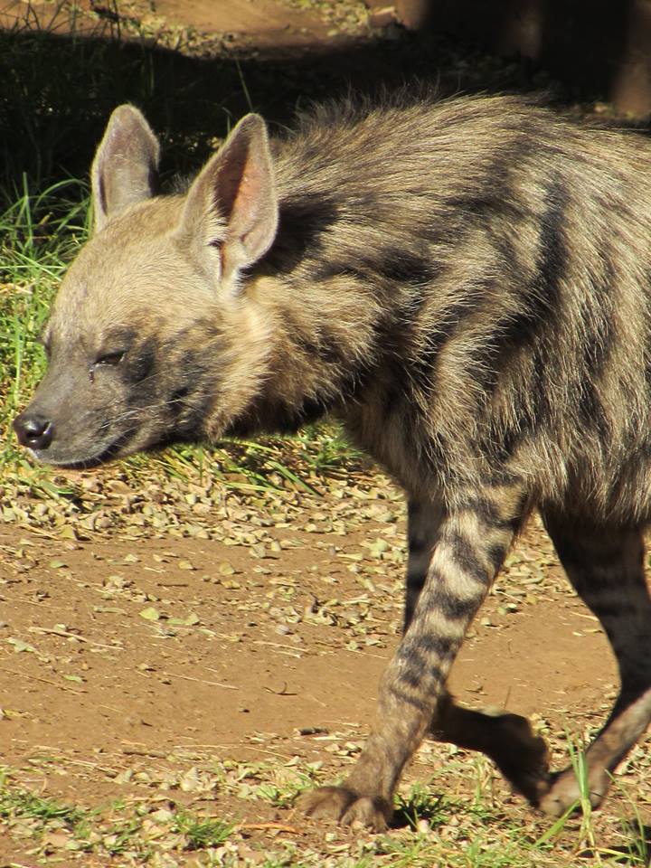 Striped Hyena