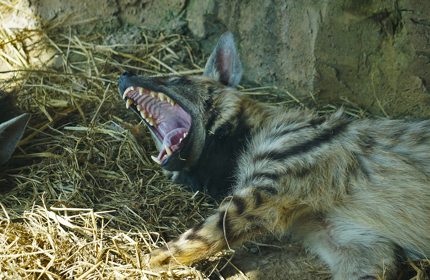 Striped hyena