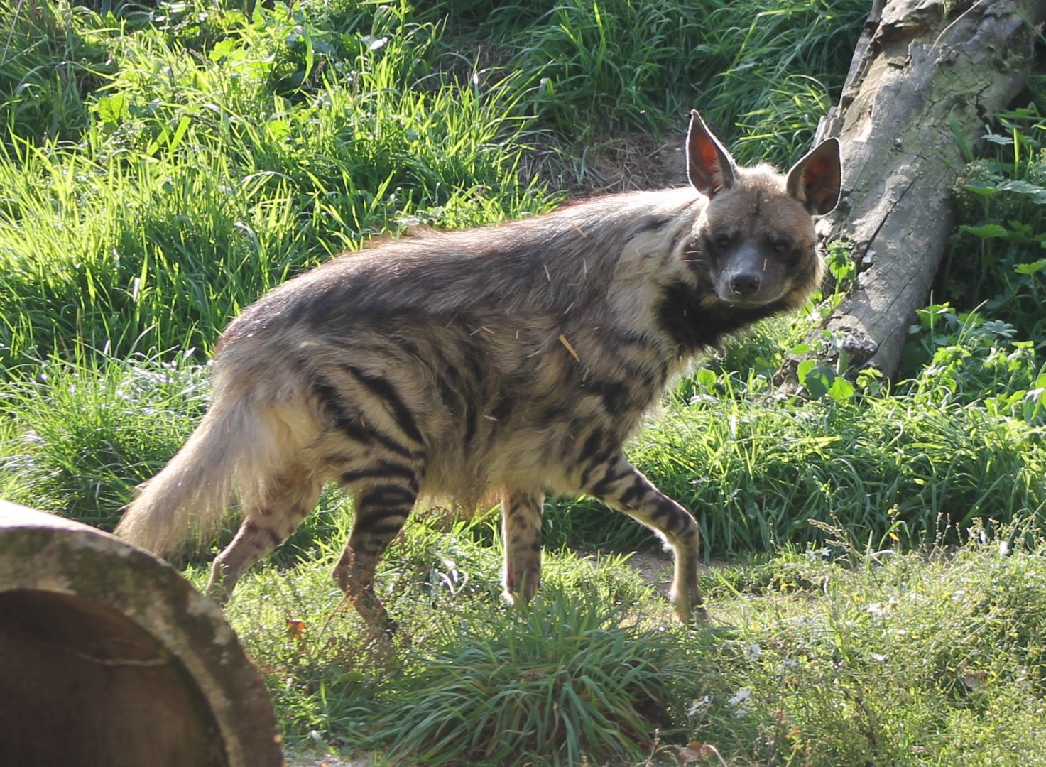 Striped hyena