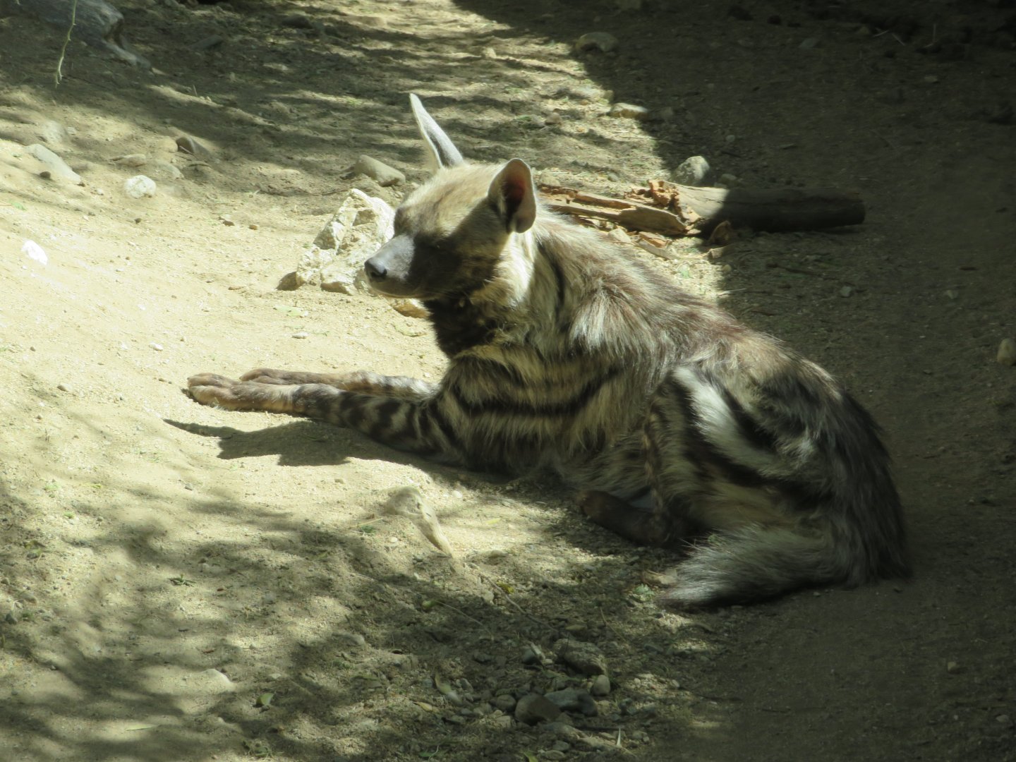 Striped Hyena