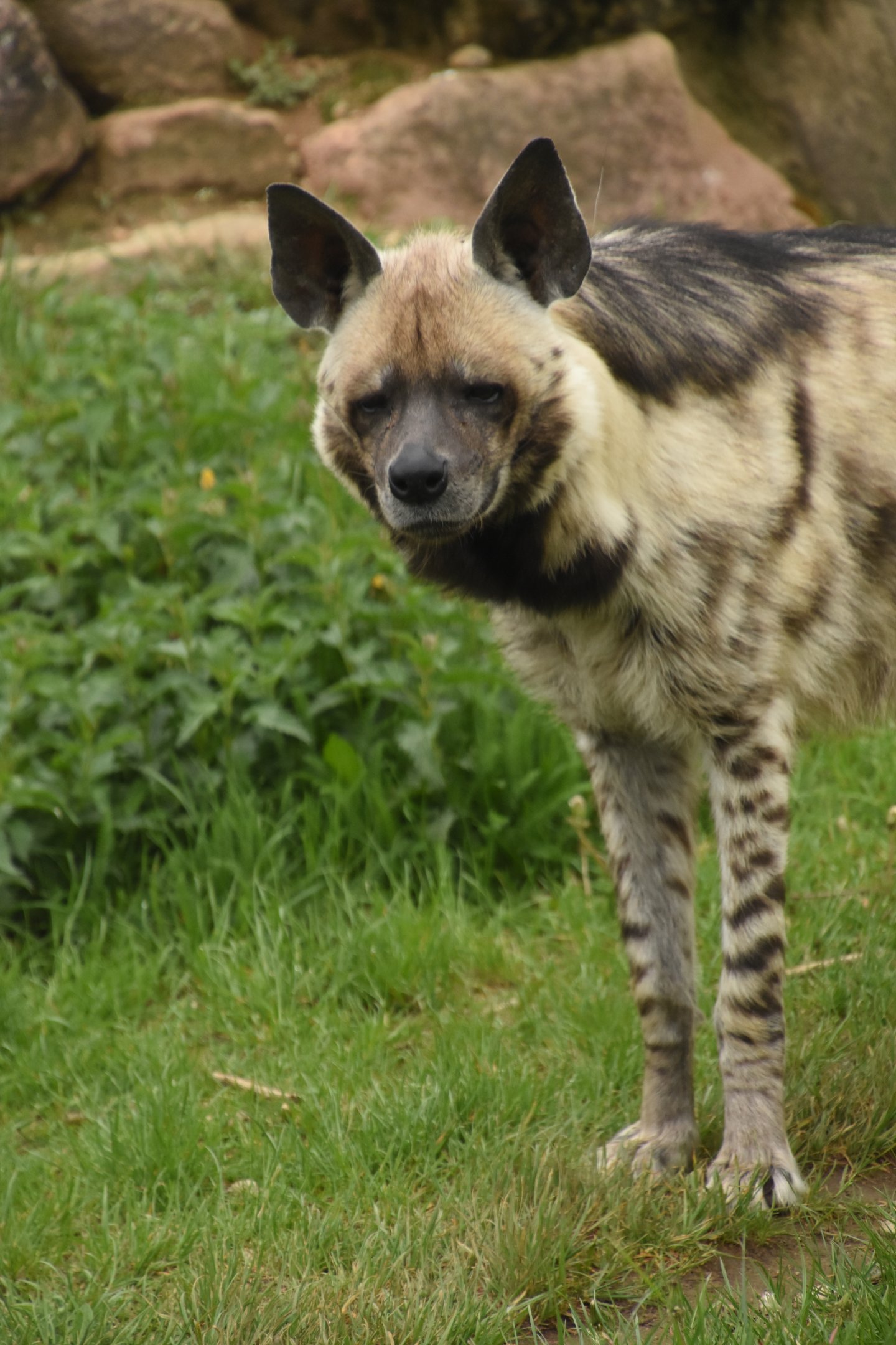 Striped hyena