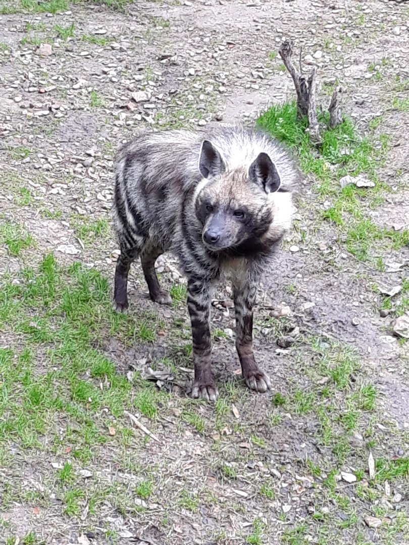 Striped hyena