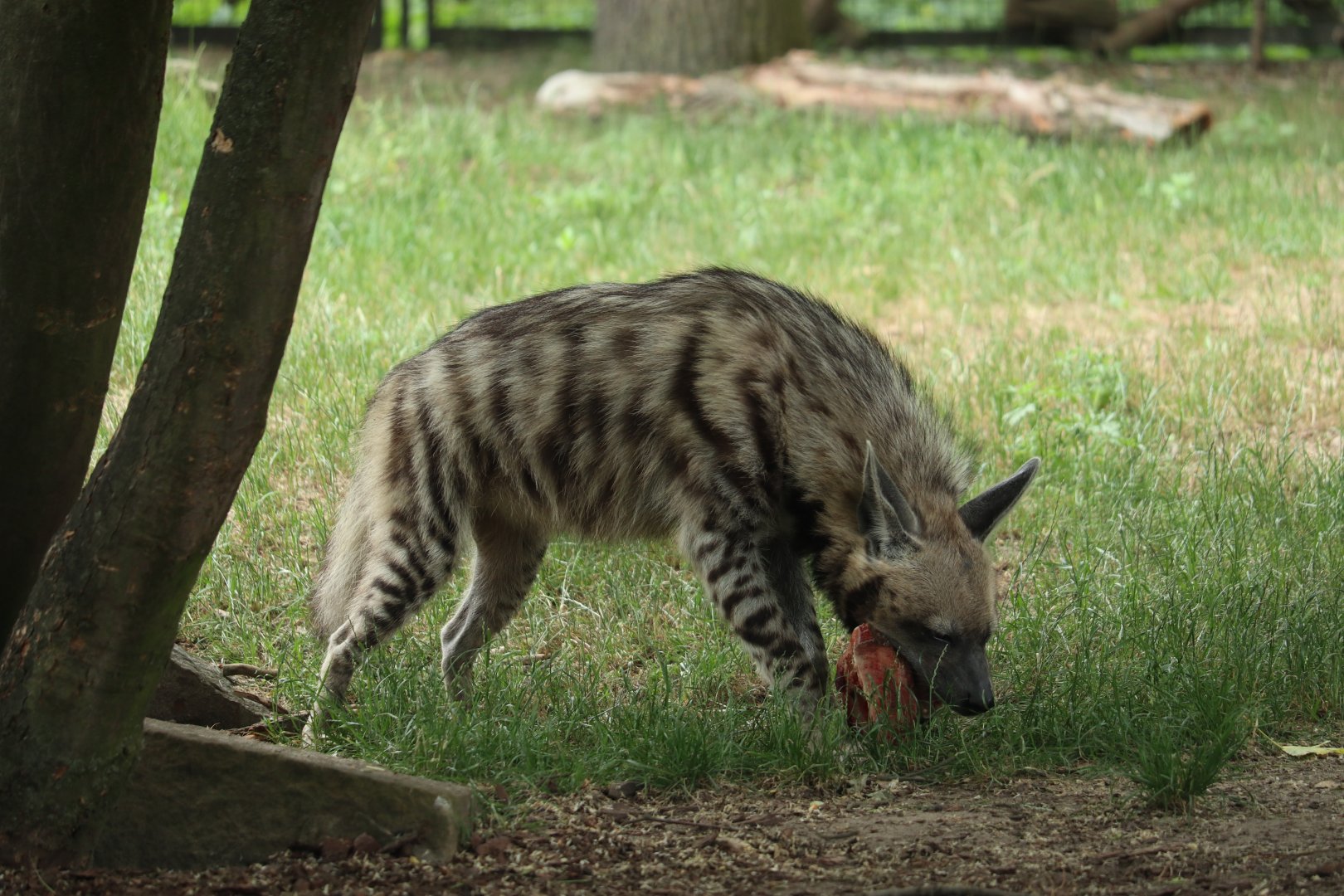 Striped Hyena