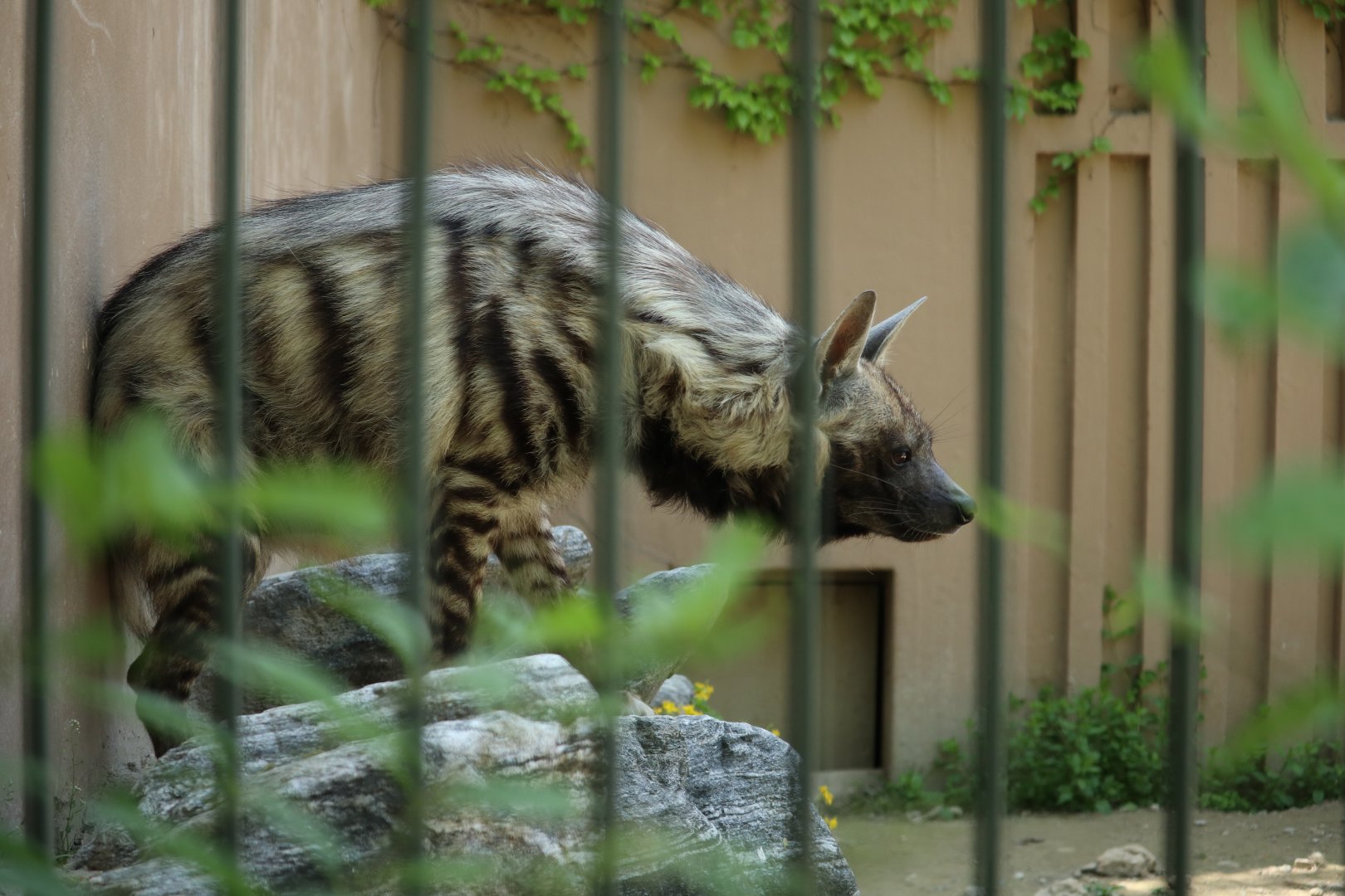 Striped Hyena
