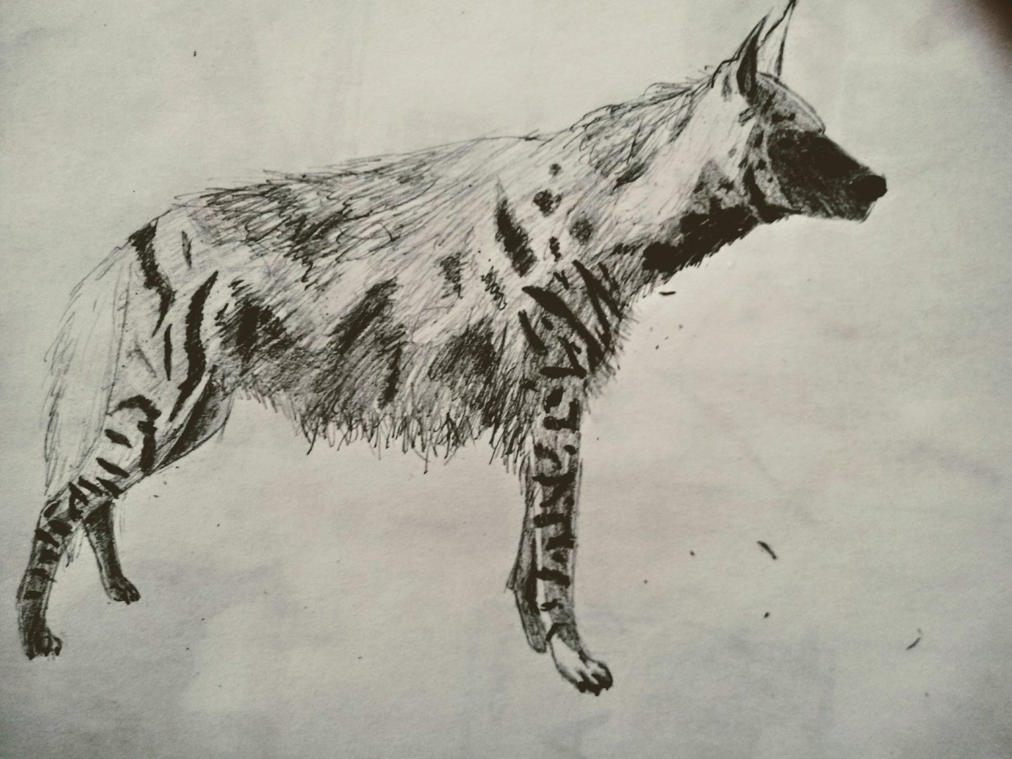 Striped hyena
