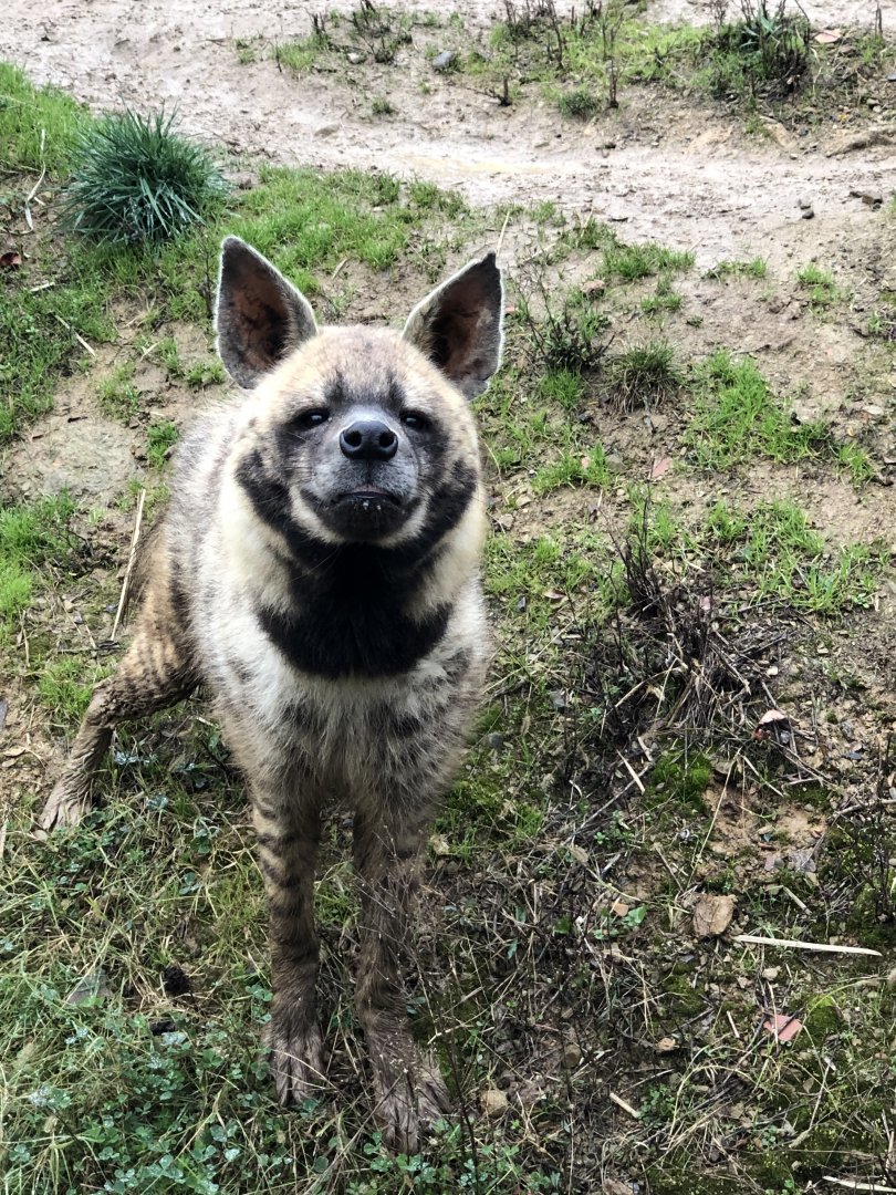 Striped Hyena