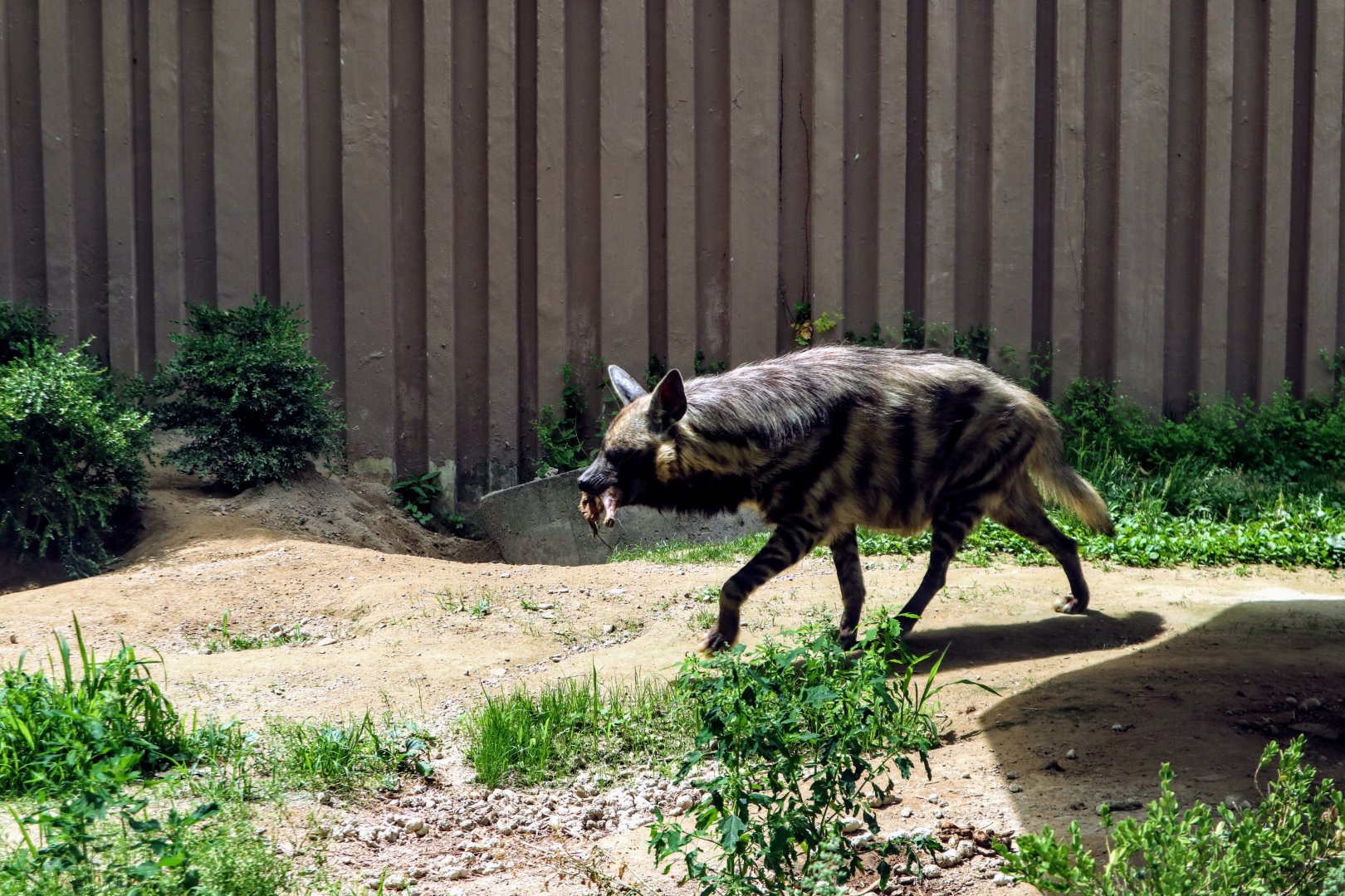 Striped Hyena